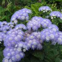 Насіння агератуму Хоустона «Леда»