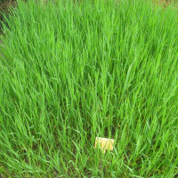 Smooth brome seeds