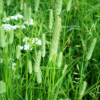 Timothy grass seeds