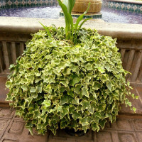 European ivy seeds