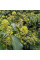 European ivy seeds