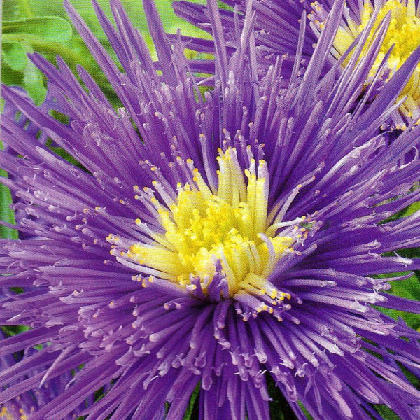 Aster seeds «Boretta Violet»