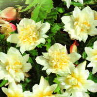 Begonia seeds «Shanson white» F1