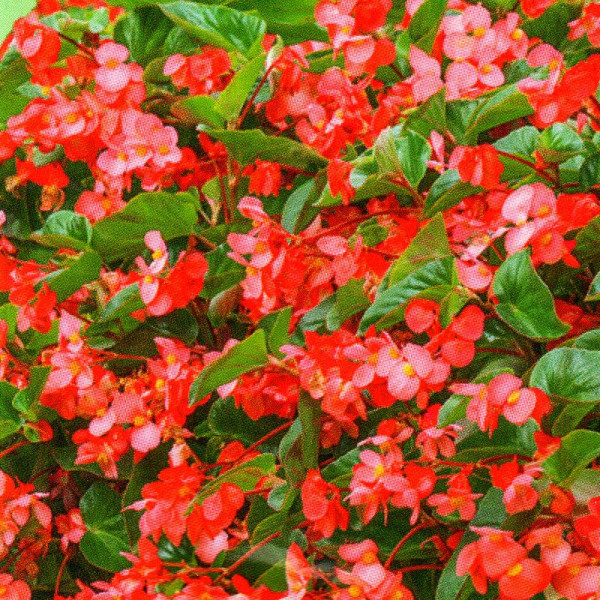 Begonia seeds «Red Fairy» F1