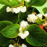 Begonia seeds «Fairy white» F1
