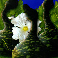 Насіння лагенарії фігурної «Кобра»