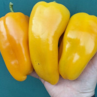 Sweet pepper seeds «Pirouette» F1