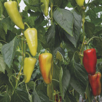 Семена перца сладкого «Дон» F1