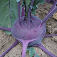Kohlrabi seeds «Ballot» F1