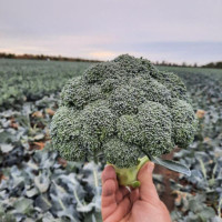 Broccoli seeds «Gongga» F1