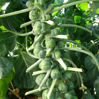 Brussels sprout seeds «Casiopea»