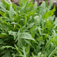 Spinach seeds «Baby» F1