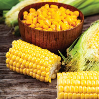 Corn seeds «Bonduelle» F1