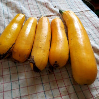 Squash seeds «Orange Miracle»
