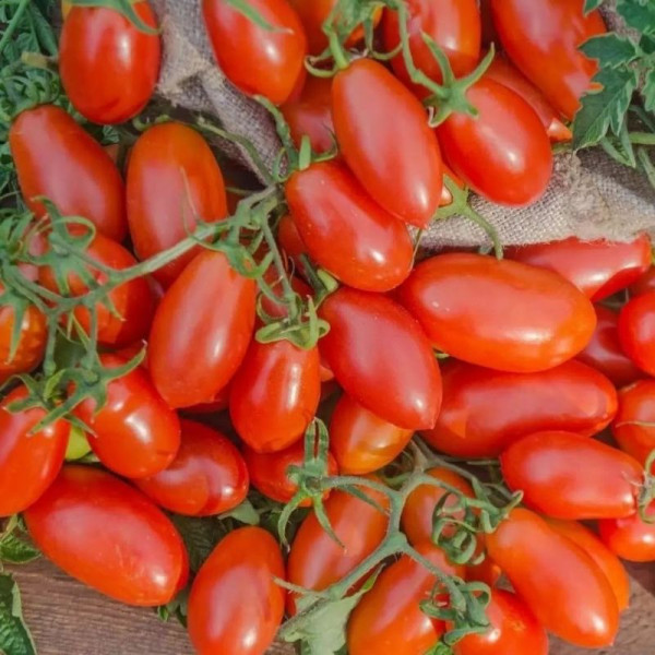 Tomato seeds «Glutton»