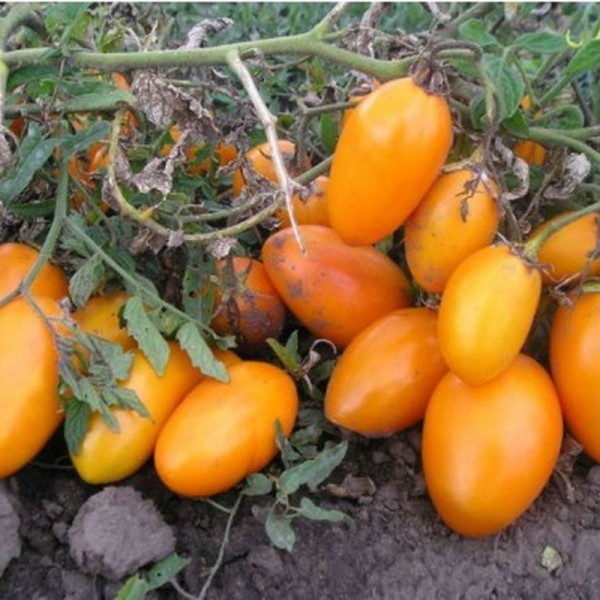 Tomato seeds «Honey Barrel»