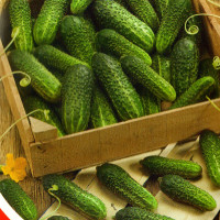 Cucumber seeds «Cossack Hundred» F1