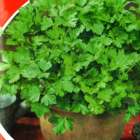Parsley seeds «Indoor»
