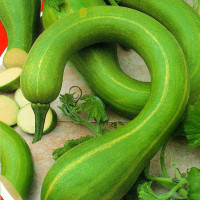 Calabash seeds «Boa»
