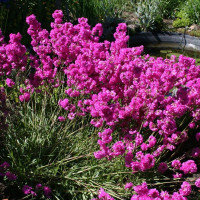 Lychnis seeds «Viscaria»
