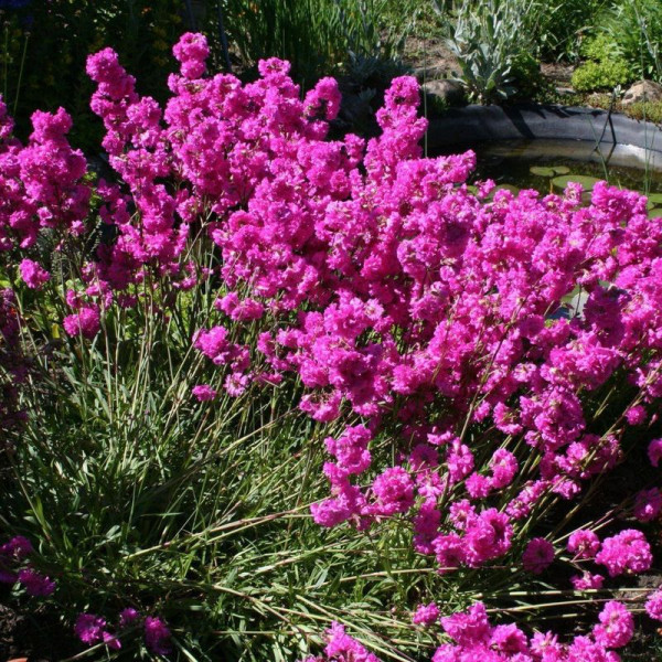 Lychnis seeds «Viscaria»