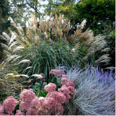 Насіння декоративних злаків