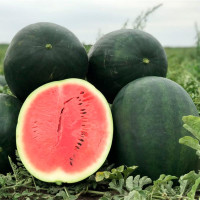 Насіння кавуна «Лахат» F1