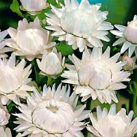Helichrysum seeds «Silver Bird»