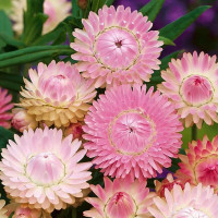 Helichrysum seeds «Pink»