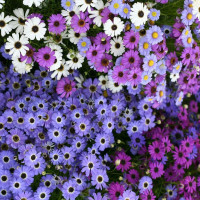 Насіння брахікоми (суміш)