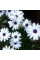 Arctotis seeds «Blue Chamomile»