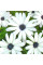 Arctotis seeds «Blue Chamomile»