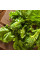 Broccoli raab seeds «San Marzano»