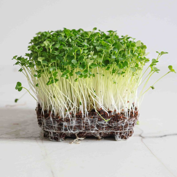 Broccoli raab seeds «San Marzano»