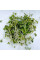 Broccoli raab seeds «San Marzano»