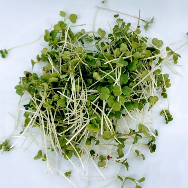Broccoli raab seeds «San Marzano»