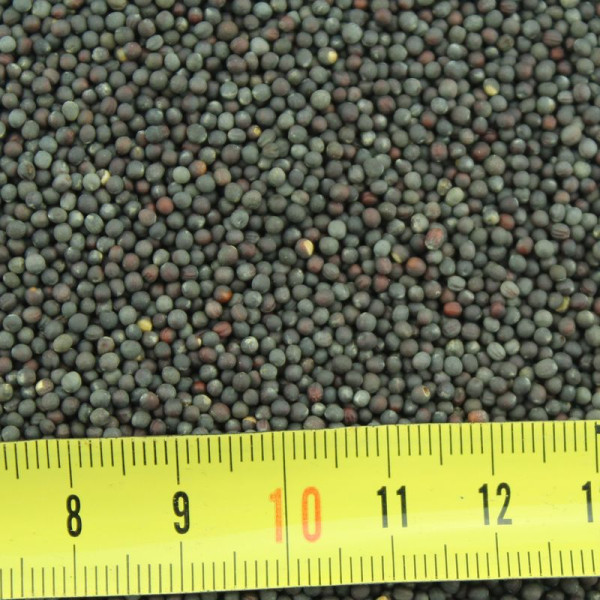 Broccoli raab seeds «San Marzano»