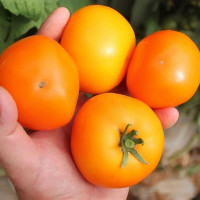 Tomato seeds «China's Gold»