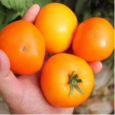 Tomato seeds «China's Gold»