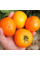 Tomato seeds «China's Gold»