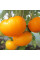 Tomato seeds «China's Gold»