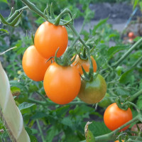 Tomato seeds «Kish-Mish»