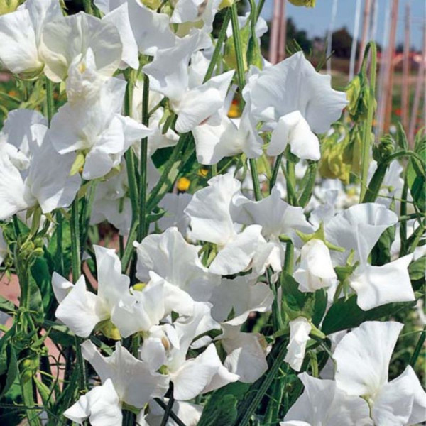 Sweet pea seeds «Janet»