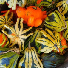 Pumpkin seeds «Crown of Thorns»