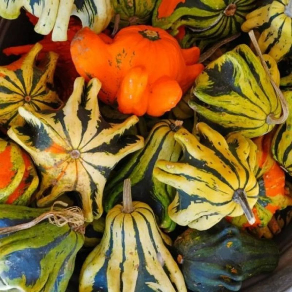 Pumpkin seeds «Crown of Thorns»