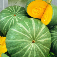 Pumpkin seeds «Medicinal»