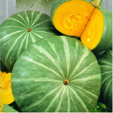 Pumpkin seeds «Medicinal»