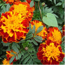 Dwarf marigold seeds «Red Brocade»