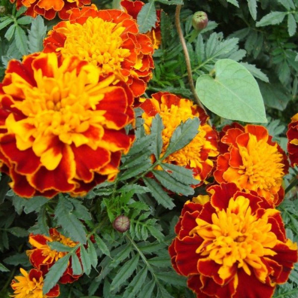 Dwarf marigold seeds «Red Brocade»