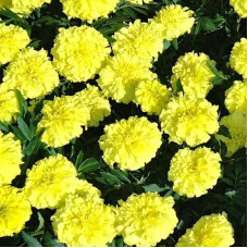 Dwarf marigold seeds «Lemon Drop»